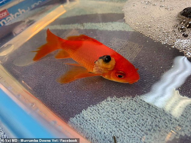 金鱼长了个大肿瘤,金鱼长瘤