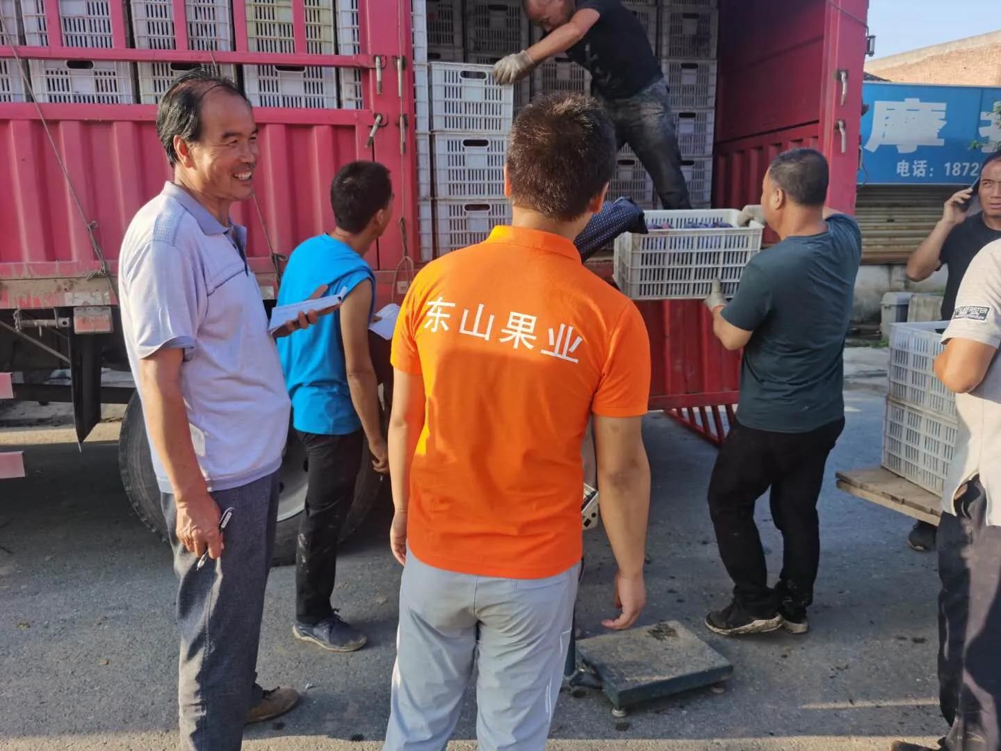 黑巨李收购价格,陕西百万苹果滞销