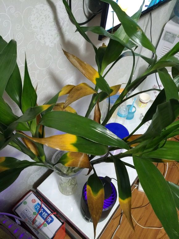 富贵竹黄叶有黑点怎么办,富贵竹杆子发黄什么原因