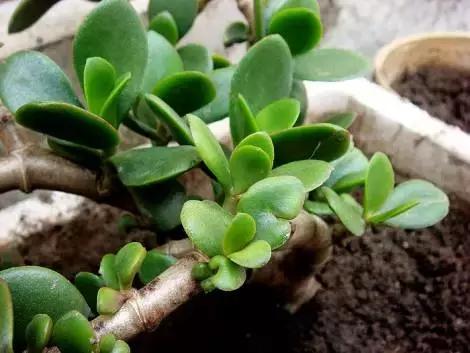 这几种常见的多肉植物有毒,你家里有养吗?