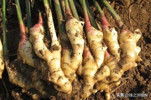 种生姜的方法放什么肥才高产,大棚无土生姜高产栽培技术视频
