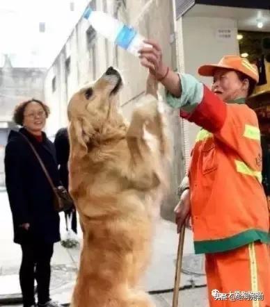 金毛犬聪明吗,德国牧羊犬聪明还是金毛犬聪明