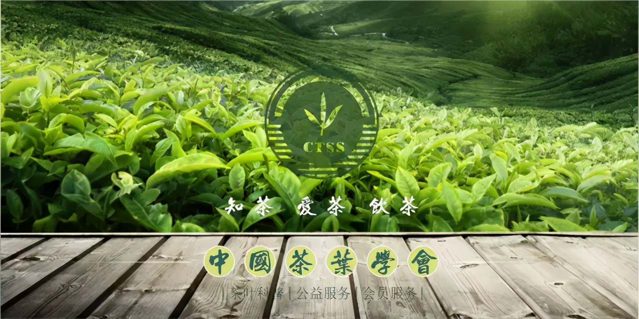 普洱茶小科普,普洱茶英文科普