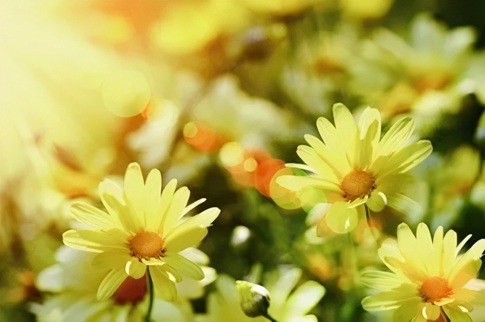 蔡卫平艾滋病专家,艾滋病专家蔡卫平对窗口期的看法