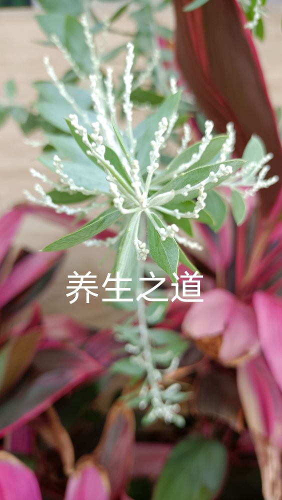 头晕失眠健忘是怎么回事,头晕失眠健忘记忆力衰退