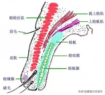 为什么纹美瞳线会露眼白,纹美瞳线第二天肿怎么快速消肿