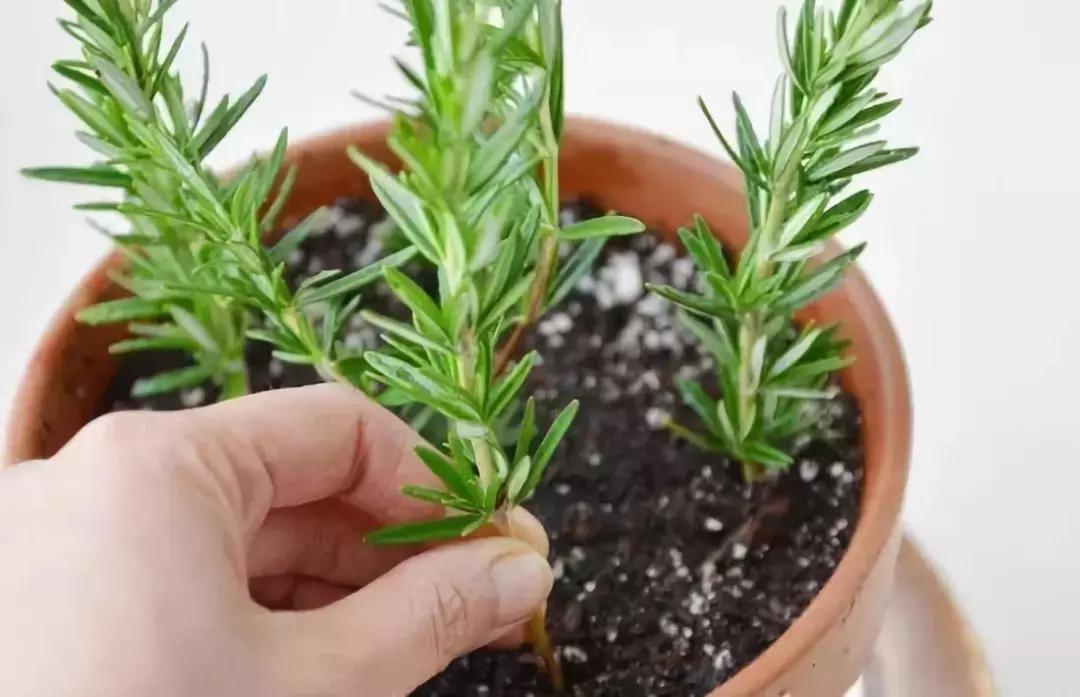 适合室内养的50种植物驱蚊,适合家里养的驱蚊的植物