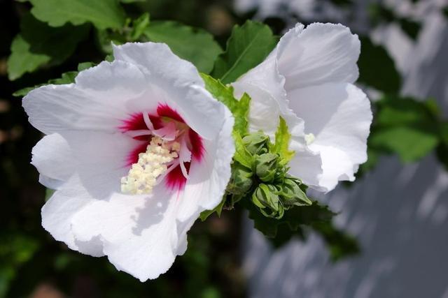 我心目中的木槿花