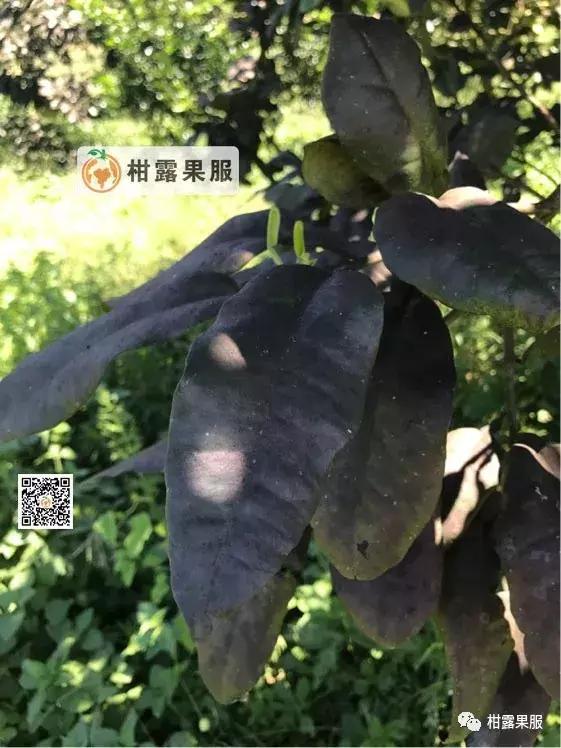 柑橘的常见病虫害和预防方法,柑橘新叶卷曲是什么虫害如何防治