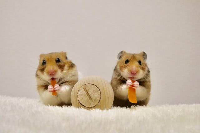 仓鼠吃什么来保证营养,小仓鼠可以吃什么简单营养