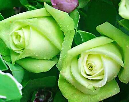 保加利亚玫瑰纯露官方旗舰店,保加利亚玫瑰介绍