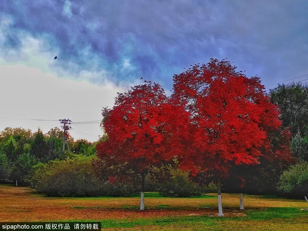 部分免费！北京赏秋“性价比”最高选择都在这儿了！