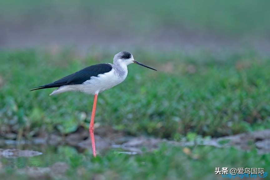 索尼selp1670镜头评测,索尼alpha9镜头