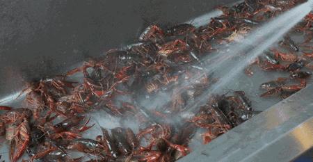 好兄弟夏天就要吃龙虾喝啤酒！南京兄弟龙虾口味绝了~3人仅79元！