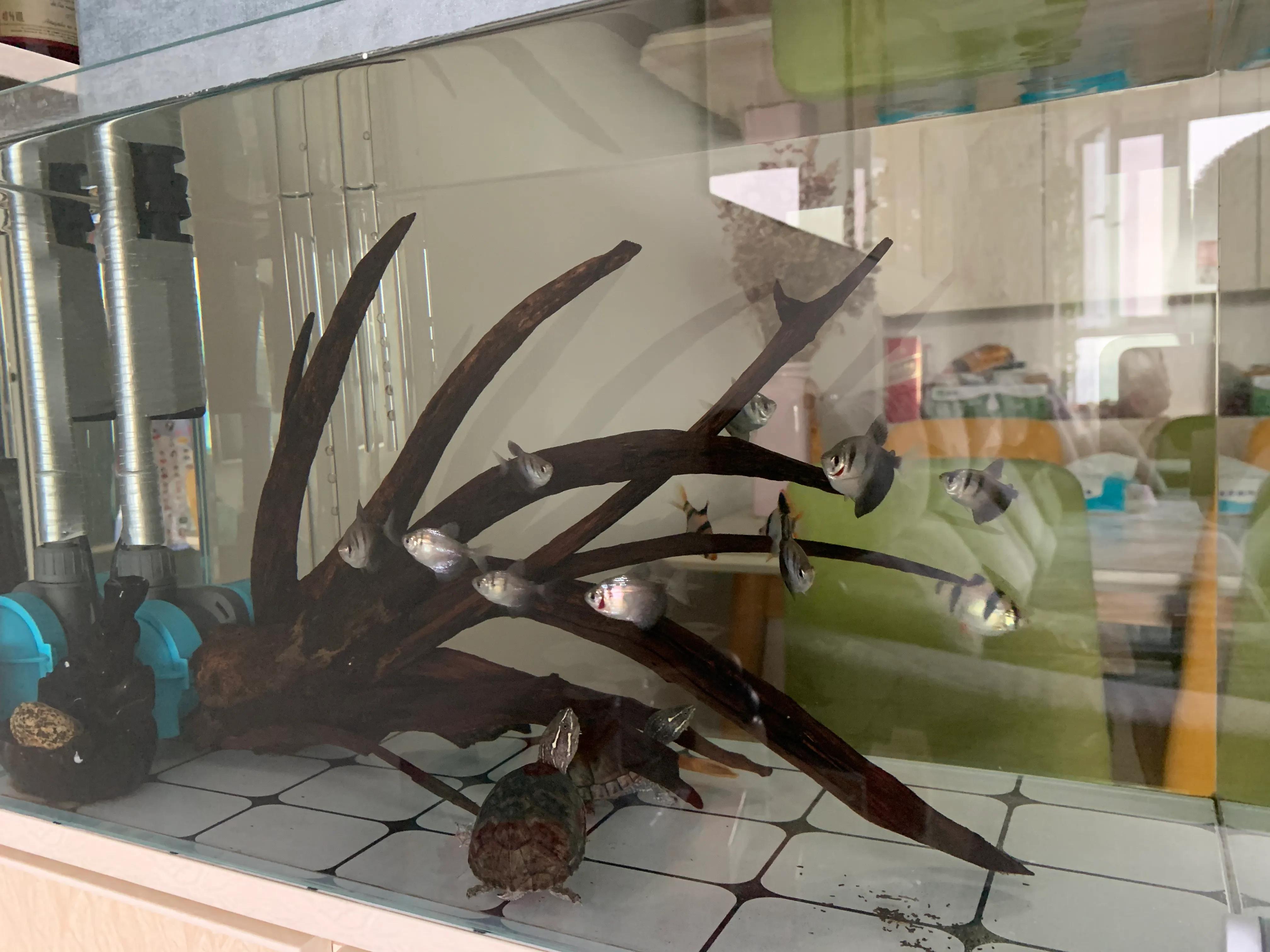 侧滤鱼缸养麝香龟,麝香龟在鱼缸里面怎么养