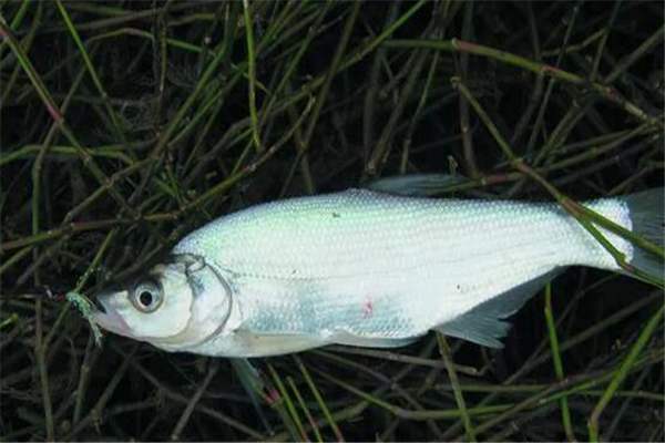 路亚翘嘴新手入门,路亚翘嘴新手入门教学