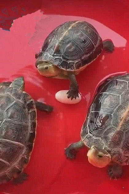 养了10年的乌龟竟然下蛋了,养了十年的乌龟突然下蛋了