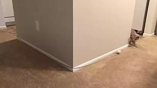 懒人最新逗猫技巧，让小猫玩的根本停不下来