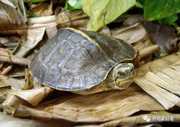 养龟知识大全视频,夏天养龟不死的知识