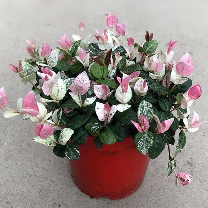 优雅灵动婉转清丽的花叶藤草,花叶络石这么养护,缤纷芳菲如彩蝶