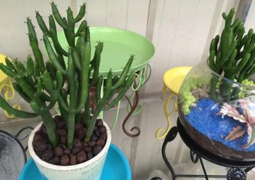 多肉光棍树喜酸还是喜碱,光棍树多肉怎么解毒