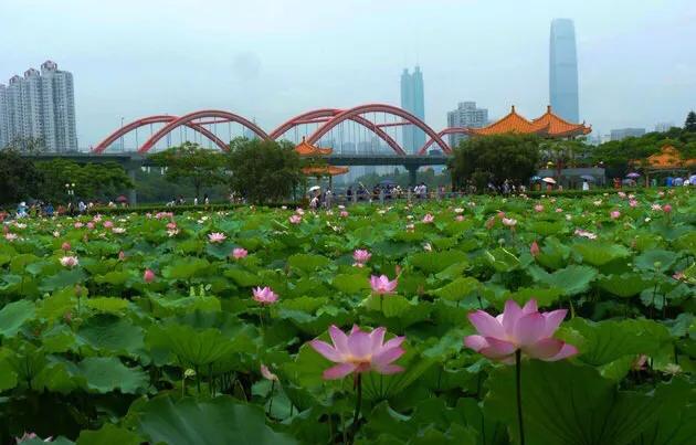深圳花海公园地址在哪里,深圳中心河公园花海