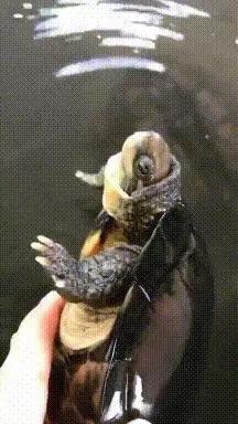 搞笑gif趣图这只狗狗是不是开挂了,搞笑gif趣图乌龟泼猴你别推我