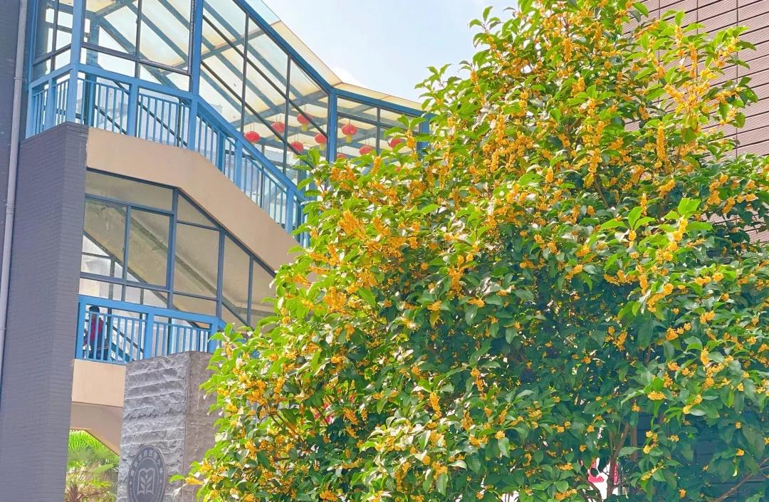 最美的风景美丽的校园,最美的风景就是校园