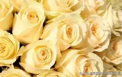 各种花的花语文案,花的花语100种