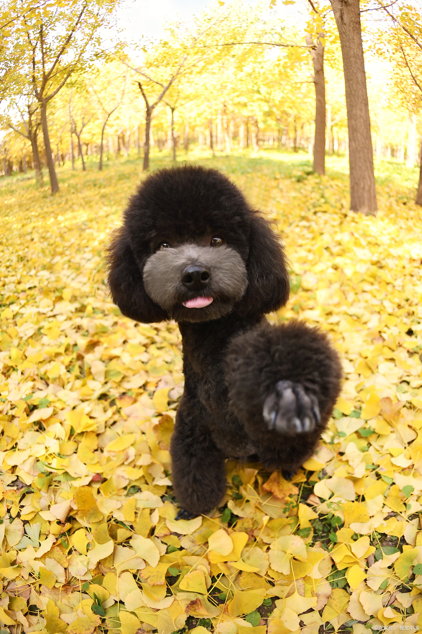 猫狗身上长虱子怎么办,猫狗皮肤有螨虫用什么药