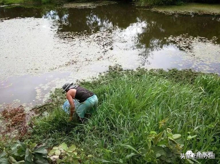 泰国斗鱼和中国斗鱼的杂交品种,中国斗鱼与泰国斗鱼哪个更厉害