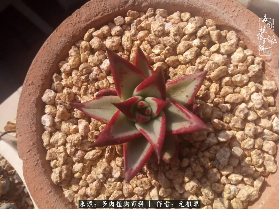 多肉寒冬中茁壮成长,多肉岁月的沉淀