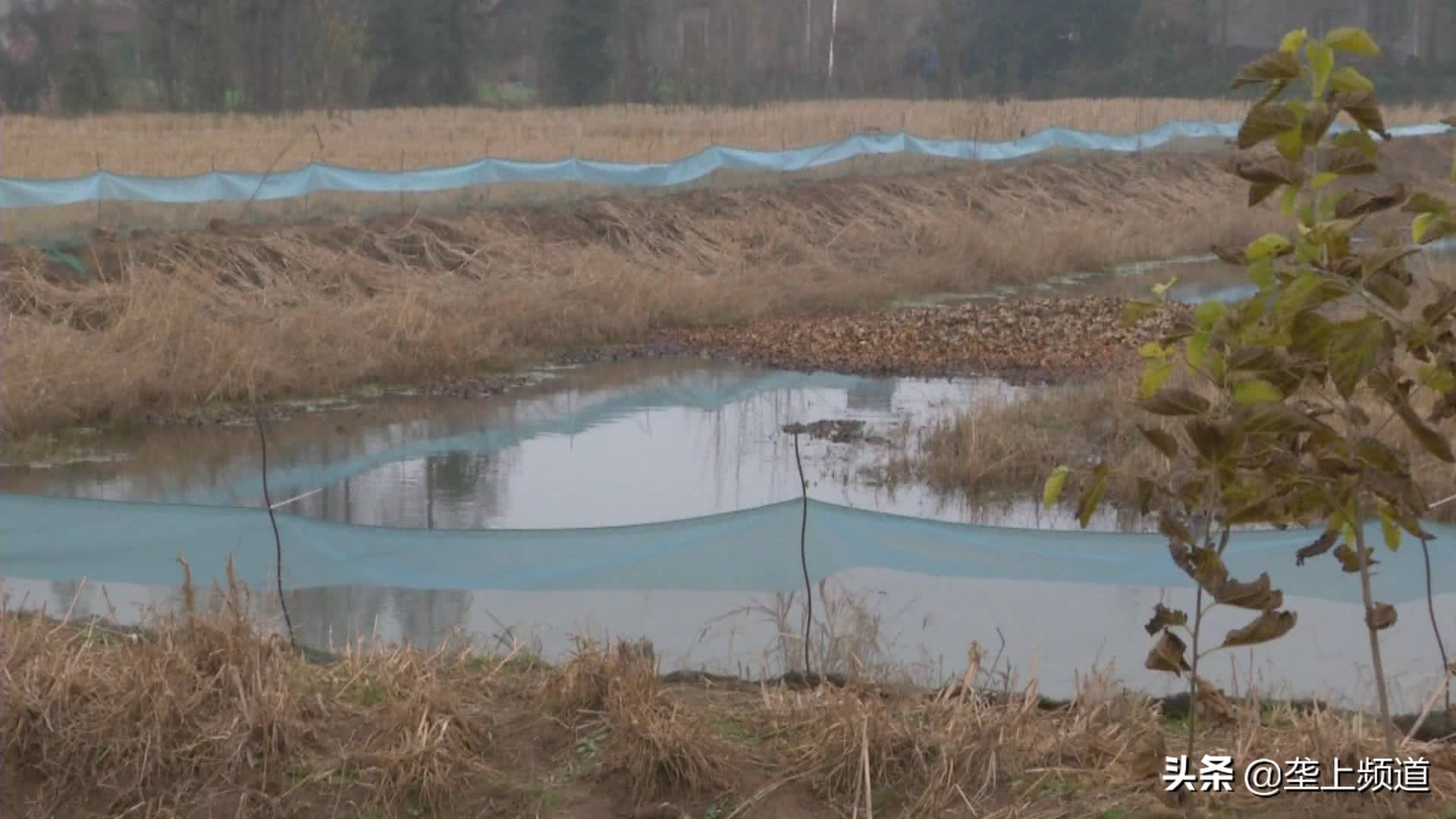小龙虾如何暂养死亡率低,小龙虾不打洞能养殖