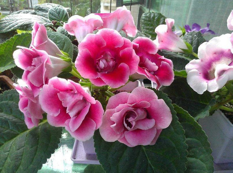 最耐阴不需要阳光的植物室外,喜阴怕阳光非常好养的盆栽大全