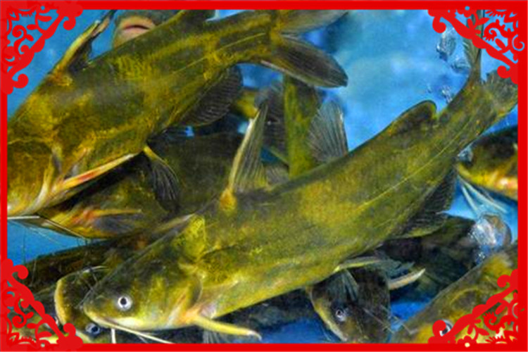 适合农村小型养殖的致富项目,农村养殖羊创业项目计划书