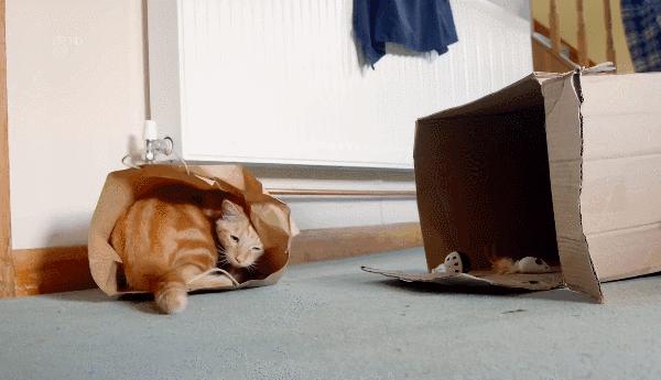 千万不要和对象一起养猫,为什么不能和养猫的男生谈恋爱