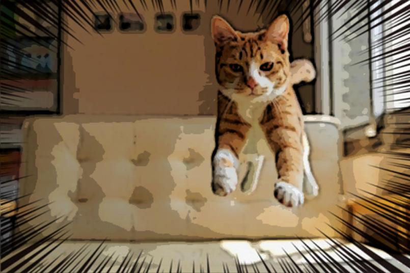 怎么调整猫咪的生物钟 (猫生物钟)