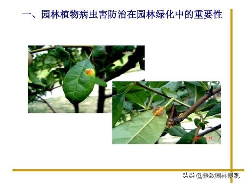 园林植物常见害虫及其防治现状,园林植物常见病虫害防治方法有