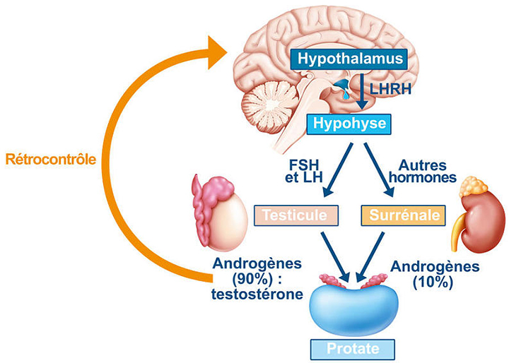 减肥成功不反弹多久变成易瘦体质,减肥坚持一段就成易瘦体质