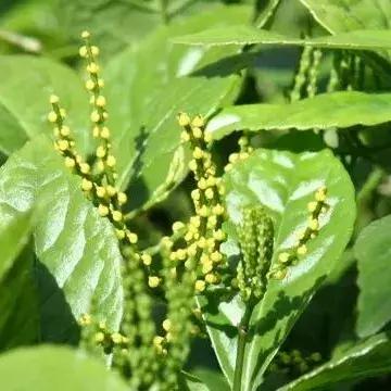 园林耐阴药大全,园林耐阴苗木套种花