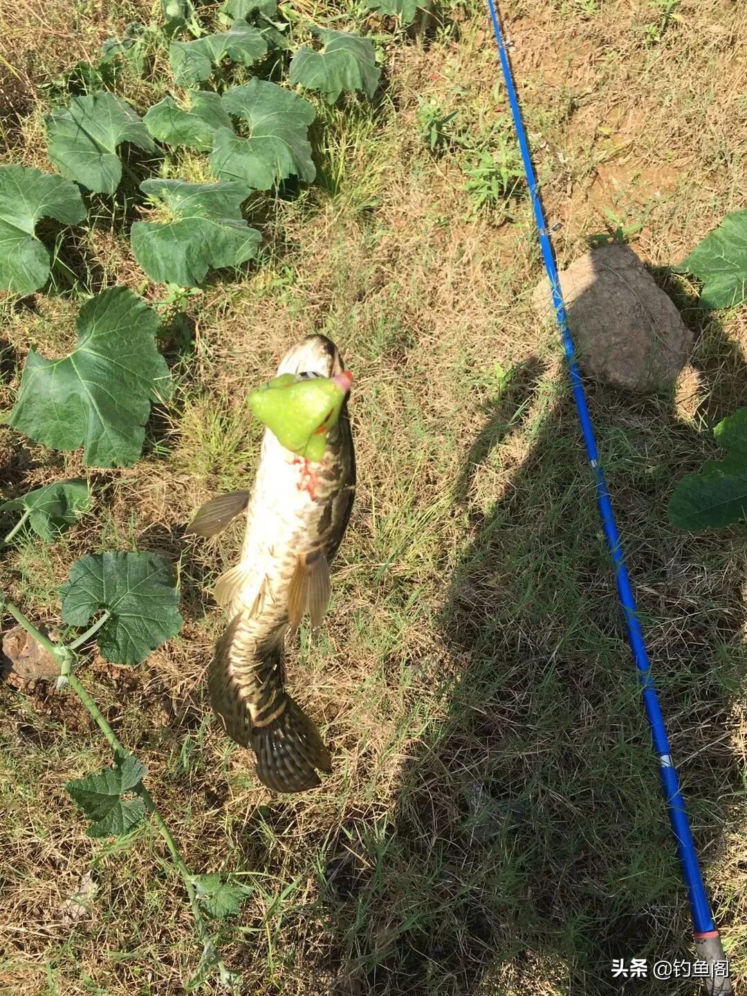 路亚新手钓黑鱼装备推荐,路亚黑鱼纺车轮选3000还是4000