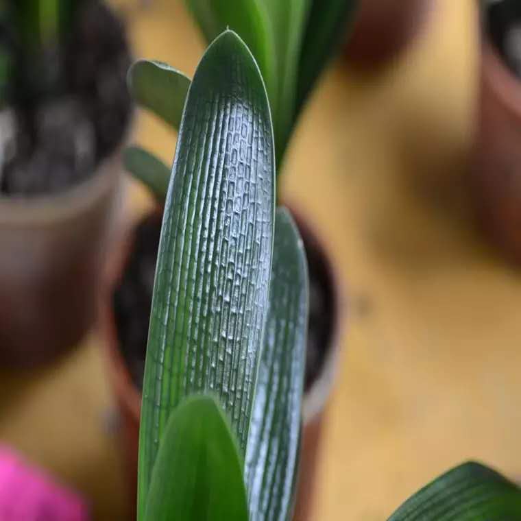 君子兰怎么样养一年多次开花,君子兰需要养几年才开花