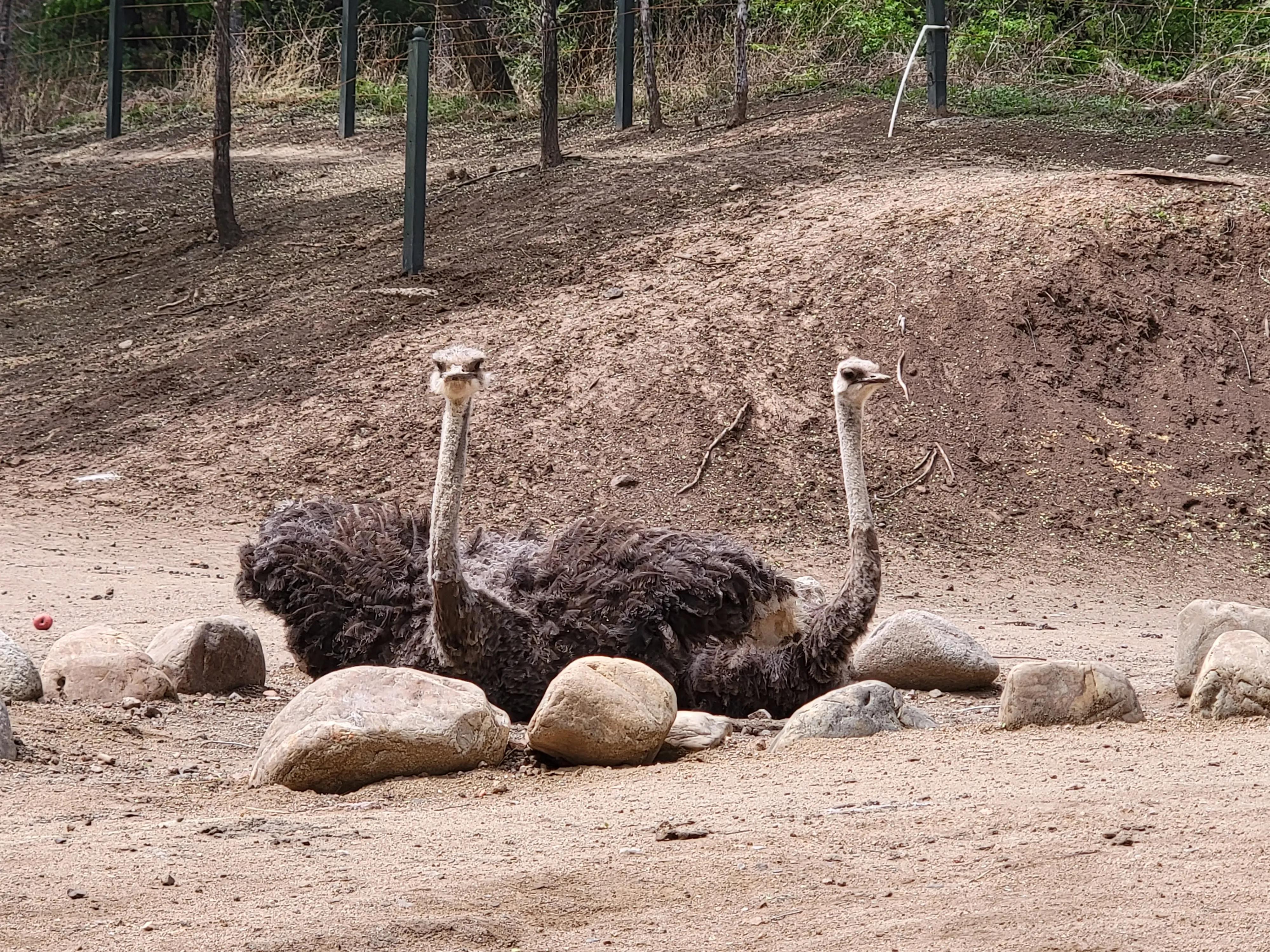 快乐动物园探险,愉快的旅行沈阳森林动物园一日游