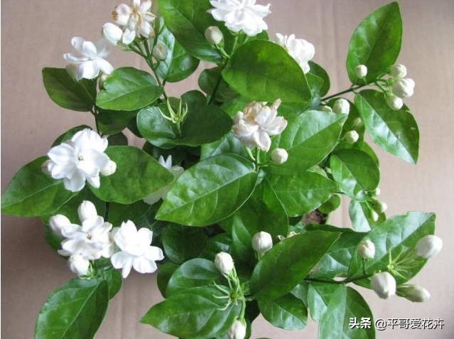 养茉莉花,一个花苞都没有?只需浇“2种水”,花苞多、开花量大