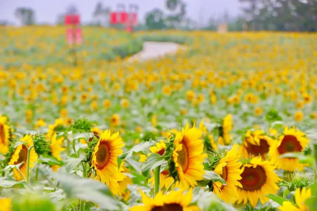 森氧之地，秋游必选！金湖万亩水上森林，真的别有趣味
