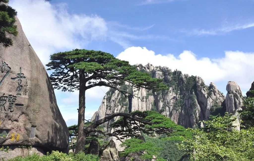 中国唯一的国宝树,中国仅存的一棵稀有的树