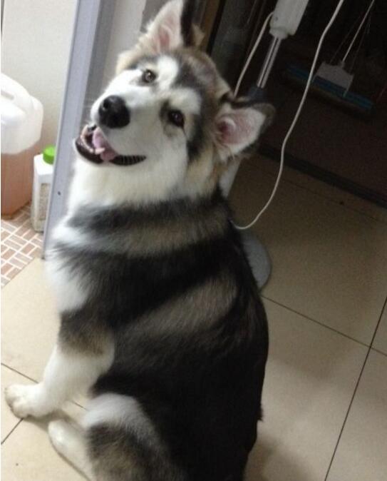 怎么确定阿拉斯加发情,阿拉斯加发情过了会有什么症状