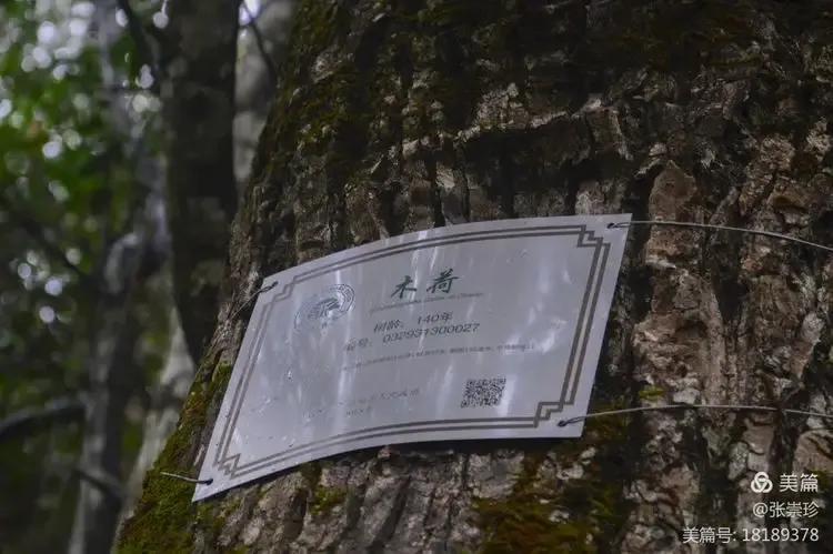 泰顺葛洋陶氏三兄弟修建的三条古道，等你来打卡～