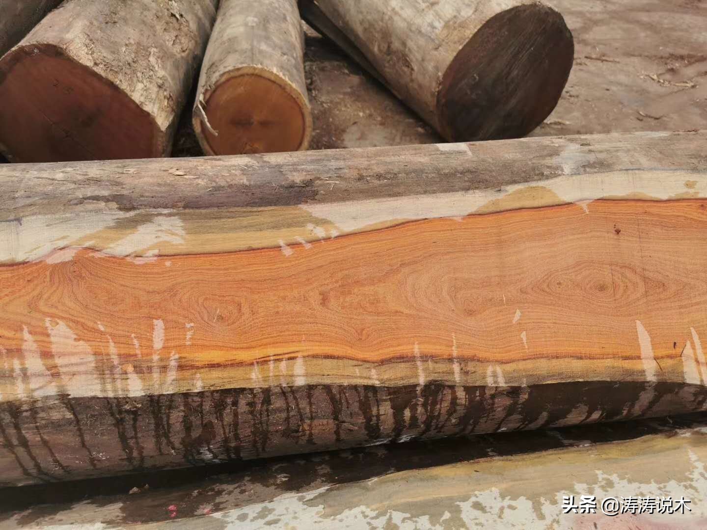 非洲名贵木材—大叶红檀最佳入手时机