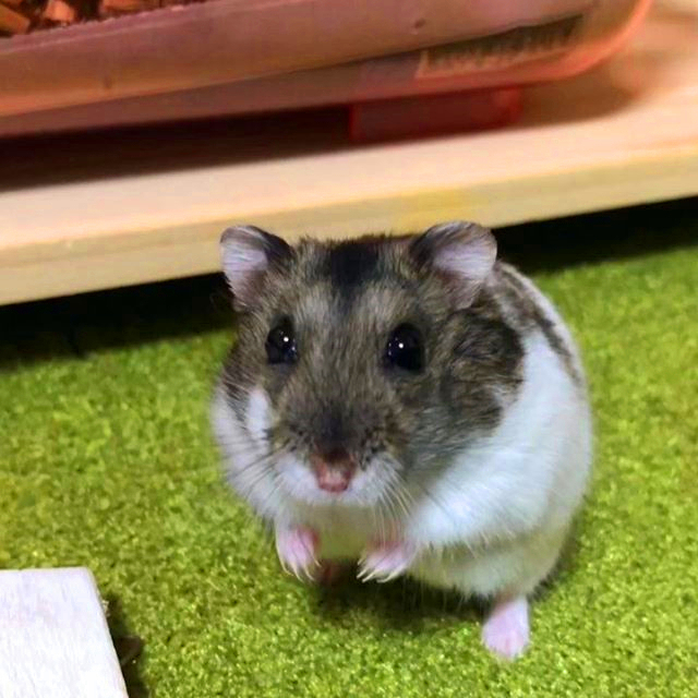 仓鼠偷吃被发现，虽然立刻停止了，但鼠鼠很不情愿